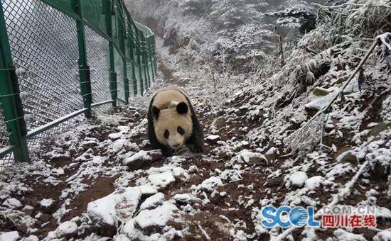 大相岭熊猫基地,走进四川大相岭自然保护区 大熊猫生活的绝佳境地