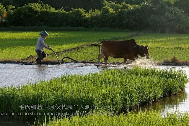 杨凌无刺花椒苗价格,花椒苗，一棵大概多少钱？