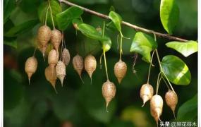 秤砣树,国家Ⅱ级保护濒危珍稀植物：秤锤树