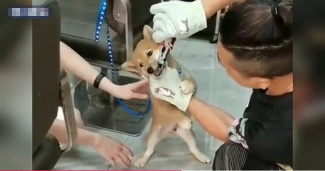 广州拔狗牙齿,广州警方回应“柴犬遭一男子铁钳拔牙虐待致死”：已介入调查