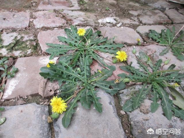 春天野菜,你觉得春天都有哪些野菜好吃？