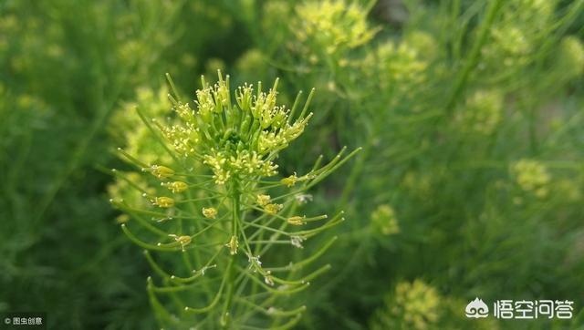 春天野菜,你觉得春天都有哪些野菜好吃？