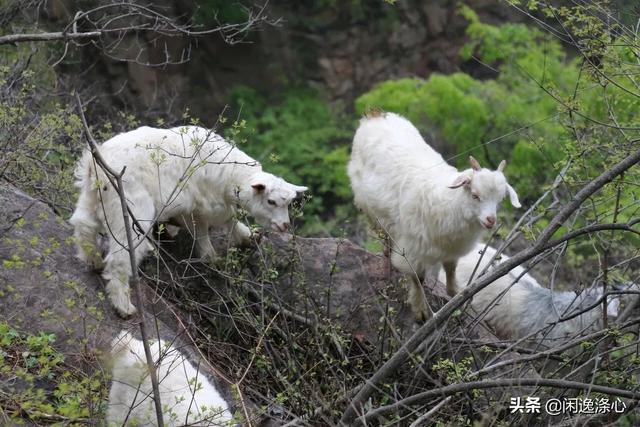 河南驴友,河南户外驴友的经典线路是那里？