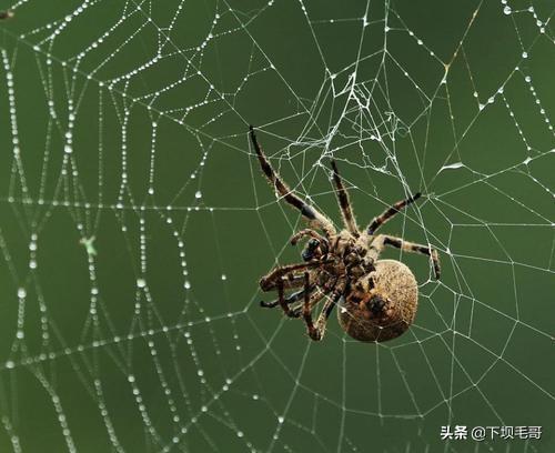 如何引角落里的蜘蛛出来,我家角落很多，怎么消灭蜘蛛？