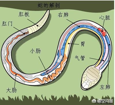 蛇怒 复昂首欲吞之 蜘蛛引丝疾上,你知道蛇的弱点有哪些吗？