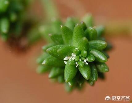 多肉植物会引蜘蛛吗,多肉植物生介壳虫了，怎么办？