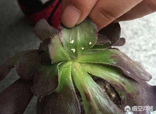 多肉植物会引蜘蛛吗,多肉植物生介壳虫了，怎么办？