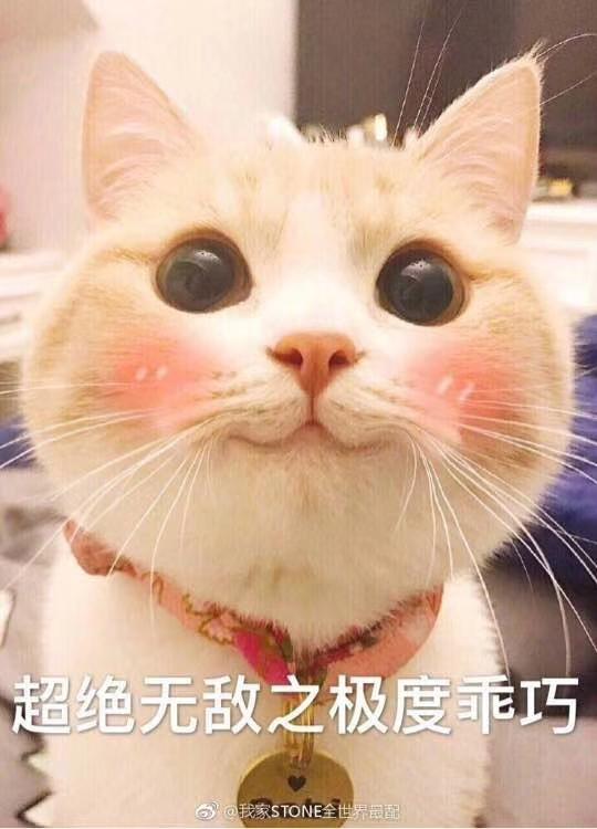 猫狗侠,为什么有些人愿意成为猫奴？