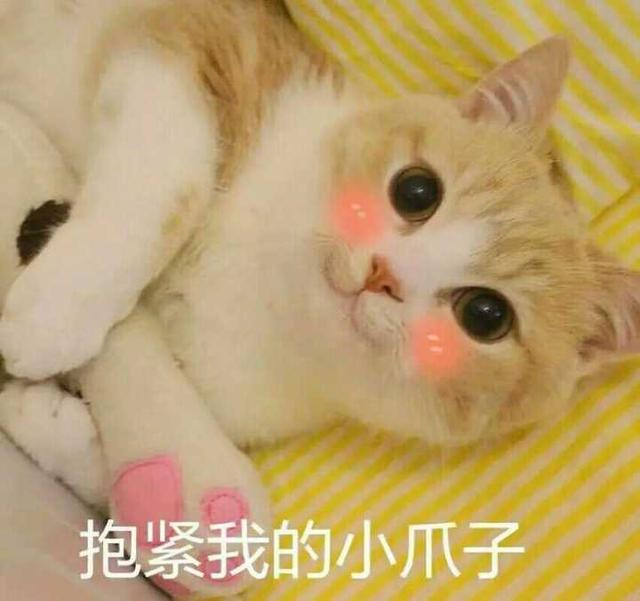 猫狗侠,为什么有些人愿意成为猫奴？