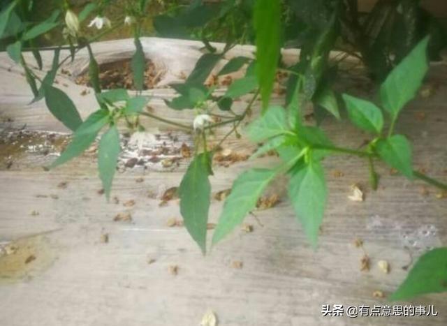 luohuawang,高温夏季番茄落花落果怎么办？