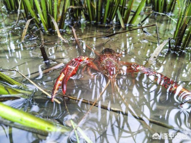 龙虾的来历:你知道小龙虾在我国的具体来历吗？