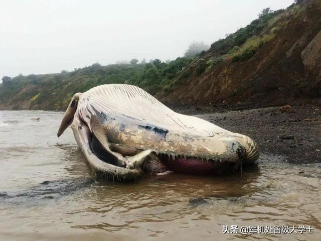 jingyu,没有发生鲸落的鲸鱼去哪了？