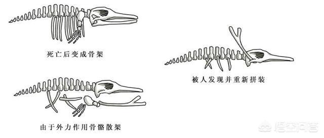 龙视频,贵州回应山里有“龙吟”，世界上真的有龙的存在吗？