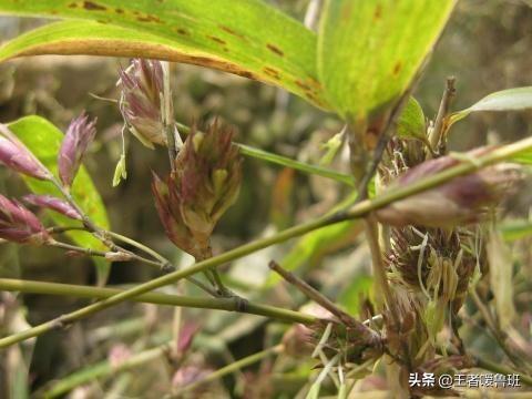 竹子会开花吗,竹子能开花，但是否有种子？