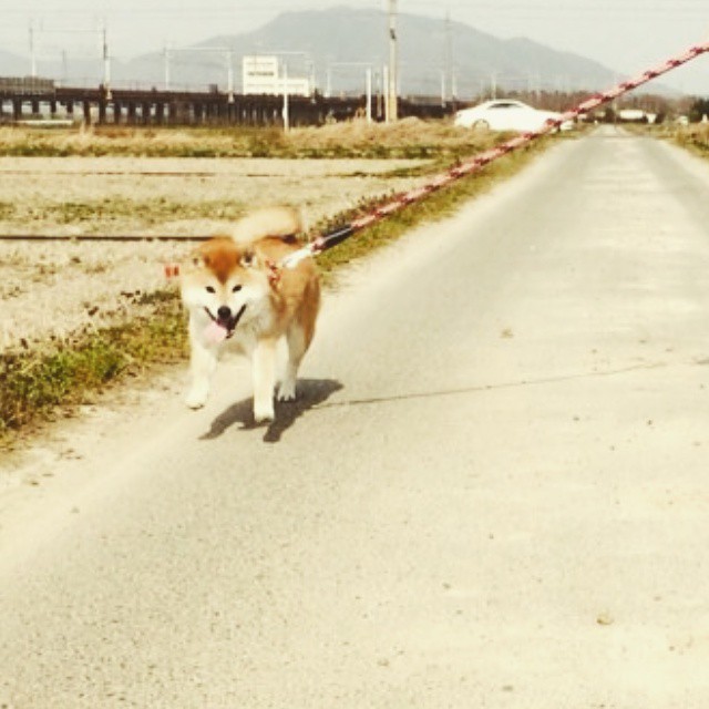 翻箱倒柜的拼音,空空落落、翻箱倒柜、念念叨叨、一声不吭、无可挽回、惆怅、依偎、飘渺是什么？插图