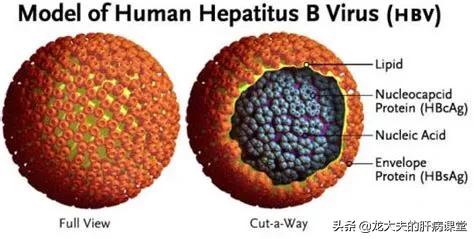 hbv是什么,乙肝的危害和传播途径是什么？