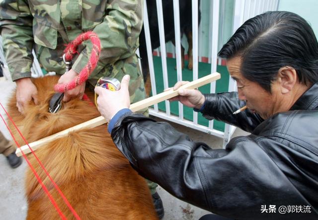 马骏仁,「硬盘深处」马俊仁带头炒藏獒，一只四千万，如今被送火锅店