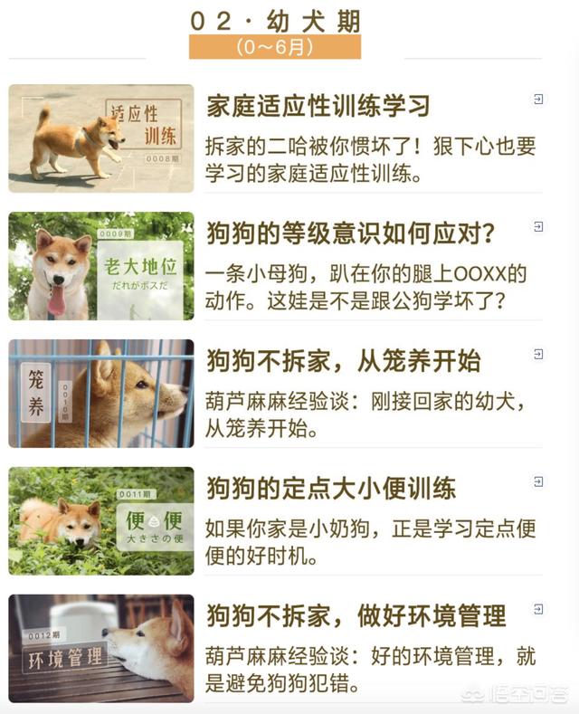 柴犬怎么养,准备养柴犬，有什么注意点？