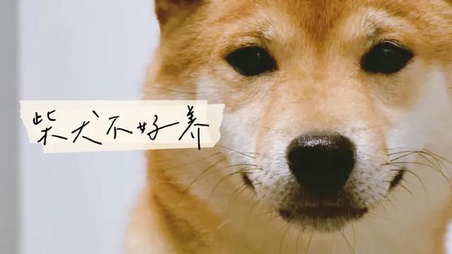 柴犬怎么养,柴犬好养吗？养柴犬有什么好处？