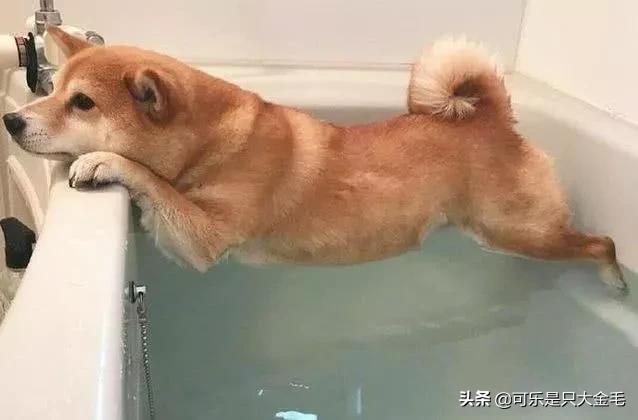 柴犬怎么养,柴犬好养吗？养柴犬有什么好处？