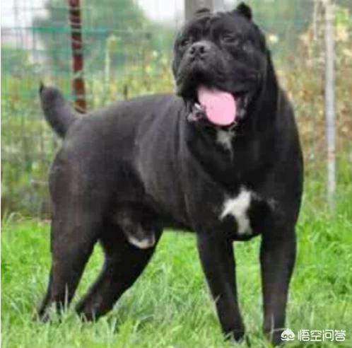 阴阳师柴犬守护哪里多,看家护院选择哪种犬比较好？