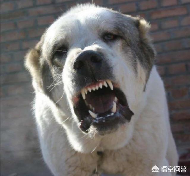 阴阳师柴犬守护哪里多,看家护院选择哪种犬比较好？