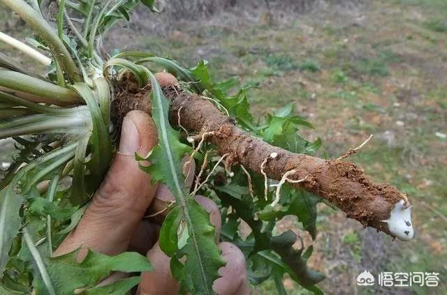 蒲公英根泡水喝的功效,喝青柑蒲公英根茶有什么好处？