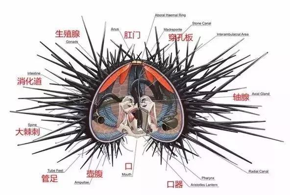 中国能吃到的海胆,中国最好吃的海胆在哪？就在这一罐