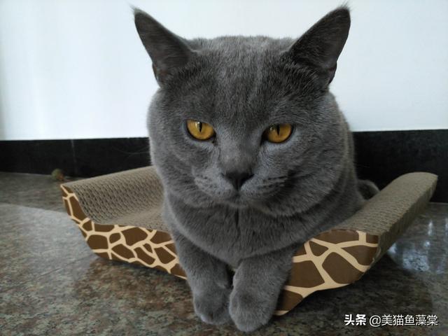 布偶猫的寿命,十五个月大的公猫还能做绝育吗？