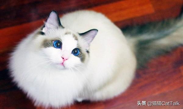 布偶猫的寿命,猫咪之中，哪些猫寿命最短？