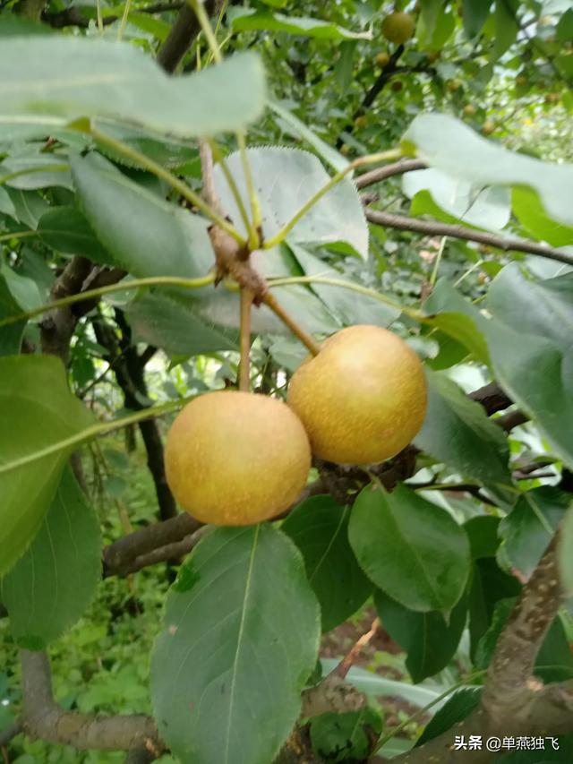 国内推广平台,在自己家乡种植的农产品，有什么好办法推广出去？