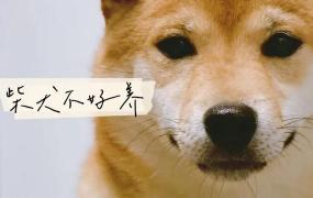 柴犬怎么养,柴犬好养吗？养柴犬有什么好处？