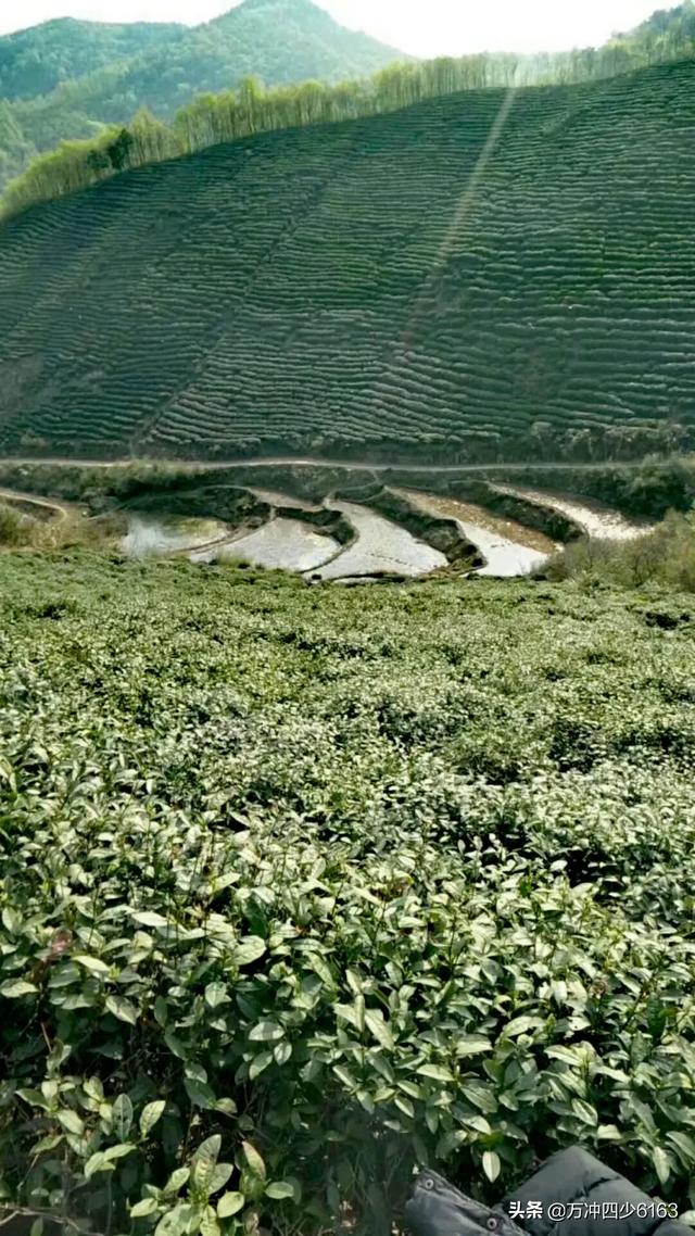 古丈毛尖茶网络营销推广任务书,当下的茶叶为何越来越难销售？