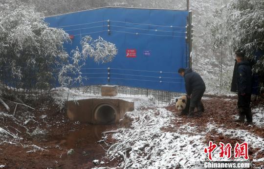 大相岭熊猫基地,四川大相岭大熊猫野化放归基地落成 两只大熊猫顺利入住