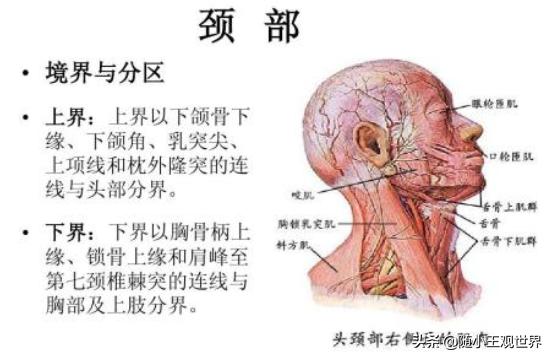 缢死是什么意思,怎样判断”死者“是否为”缢死“？