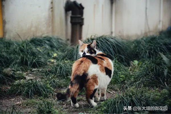 猫咪把小猫扔了,辟谣！猫咪不听话扔一次再捡回来就乖了？猫被抛弃后会经历什么？