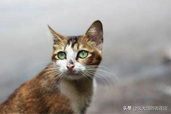 猫咪把小猫扔了,辟谣！猫咪不听话扔一次再捡回来就乖了？猫被抛弃后会经历什么？