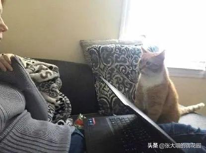 猫咪把小猫扔了,辟谣！猫咪不听话扔一次再捡回来就乖了？猫被抛弃后会经历什么？