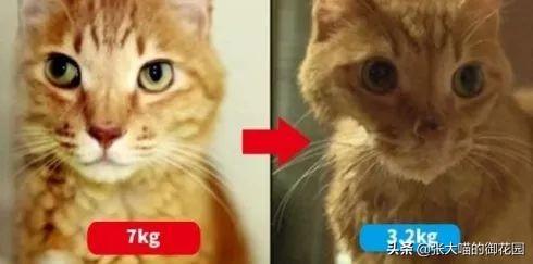 猫咪把小猫扔了,辟谣！猫咪不听话扔一次再捡回来就乖了？猫被抛弃后会经历什么？