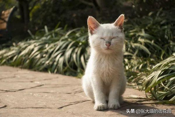 猫咪把小猫扔了,辟谣！猫咪不听话扔一次再捡回来就乖了？猫被抛弃后会经历什么？