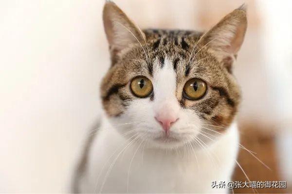 猫咪把小猫扔了,辟谣！猫咪不听话扔一次再捡回来就乖了？猫被抛弃后会经历什么？