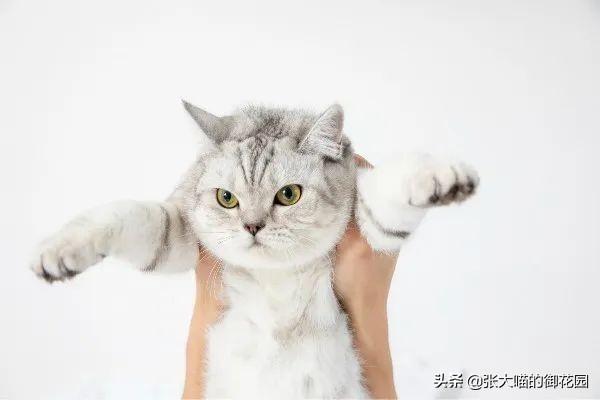 猫咪把小猫扔了,辟谣！猫咪不听话扔一次再捡回来就乖了？猫被抛弃后会经历什么？