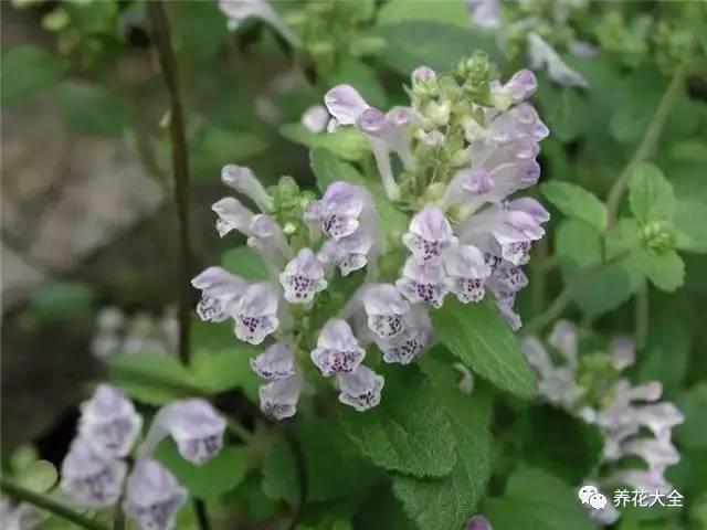 小旋花,路边的小花好看但叫不上名？这里都给你找全了