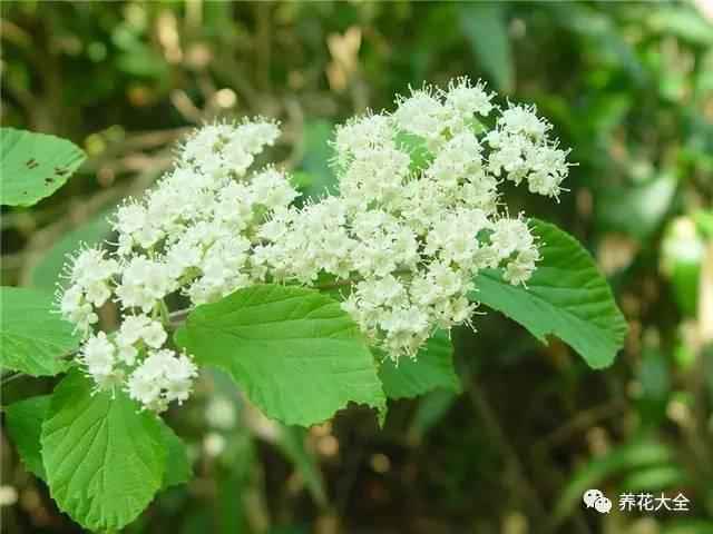 小旋花,路边的小花好看但叫不上名？这里都给你找全了