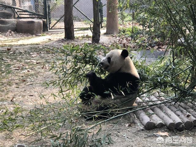 景区能把游客吸引来靠的是什么？,景区做什么活动能吸引到游客