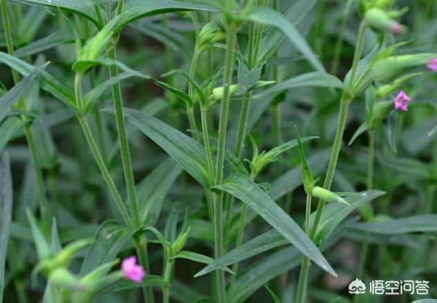 一些农村常见的面条菜有什么用？