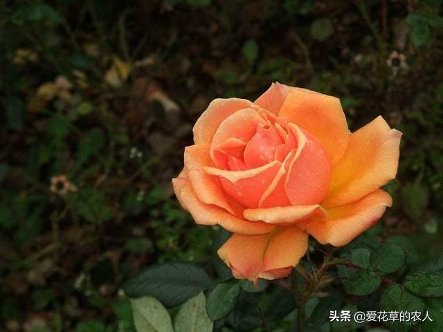 五角星花会引红蜘蛛,花盆里有各种虫子怎么去除？