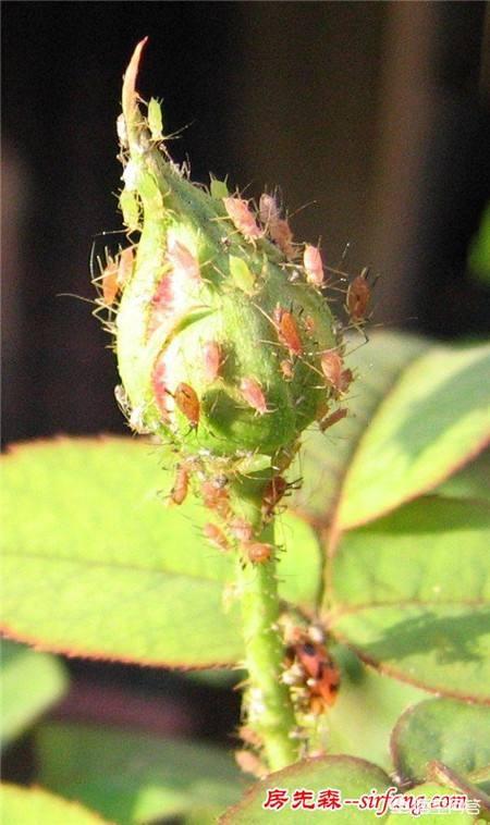 怎么吸神马引蜘蛛,常见危害花卉的刺吸害虫有哪些？