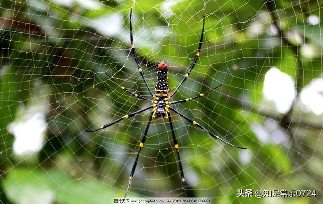 什么地方会引蜘蛛,蜘蛛为什么要在窗边结网？