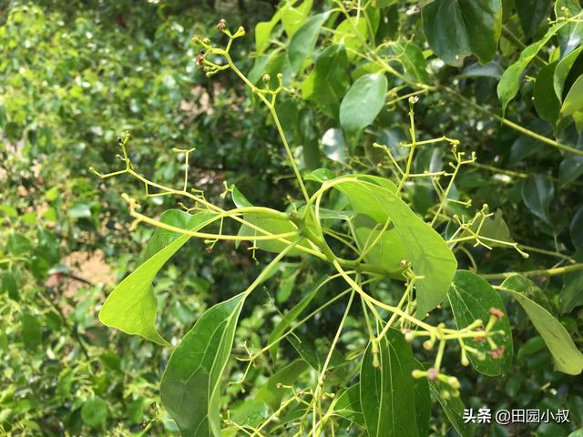 花香引蜘蛛吗,家里养的花草，会招蚊虫吗？